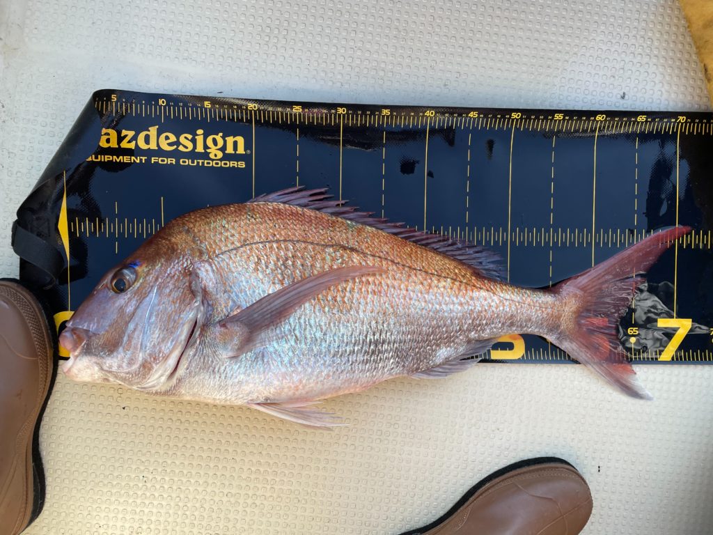 巻かないタイラバ テクニックで真鯛72cmget Pudlee パドリー Fishing 釣具 オフィシャルwebサイト 巻かないタイラバ テクニックで真鯛72cmget Pudlee パドリー Fishing 釣具 オフィシャルwebサイト