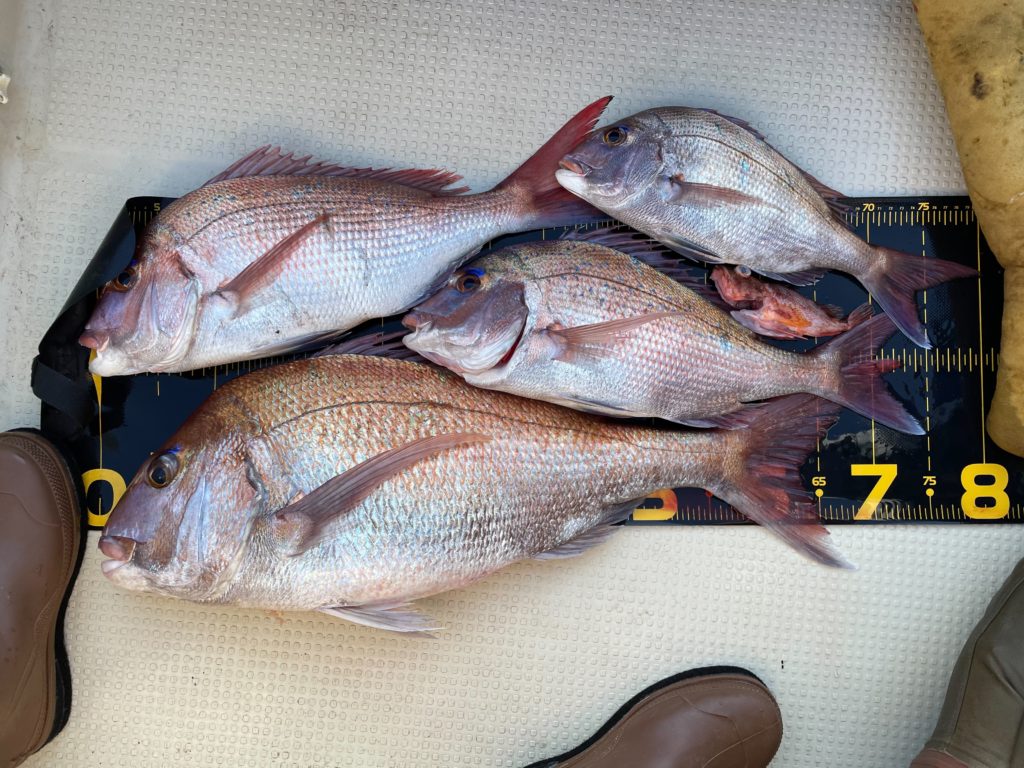 巻かないタイラバ テクニックで真鯛72cmget Pudlee パドリー Fishing 釣具 オフィシャルwebサイト 巻かないタイラバ テクニックで真鯛72cmget Pudlee パドリー Fishing 釣具 オフィシャルwebサイト