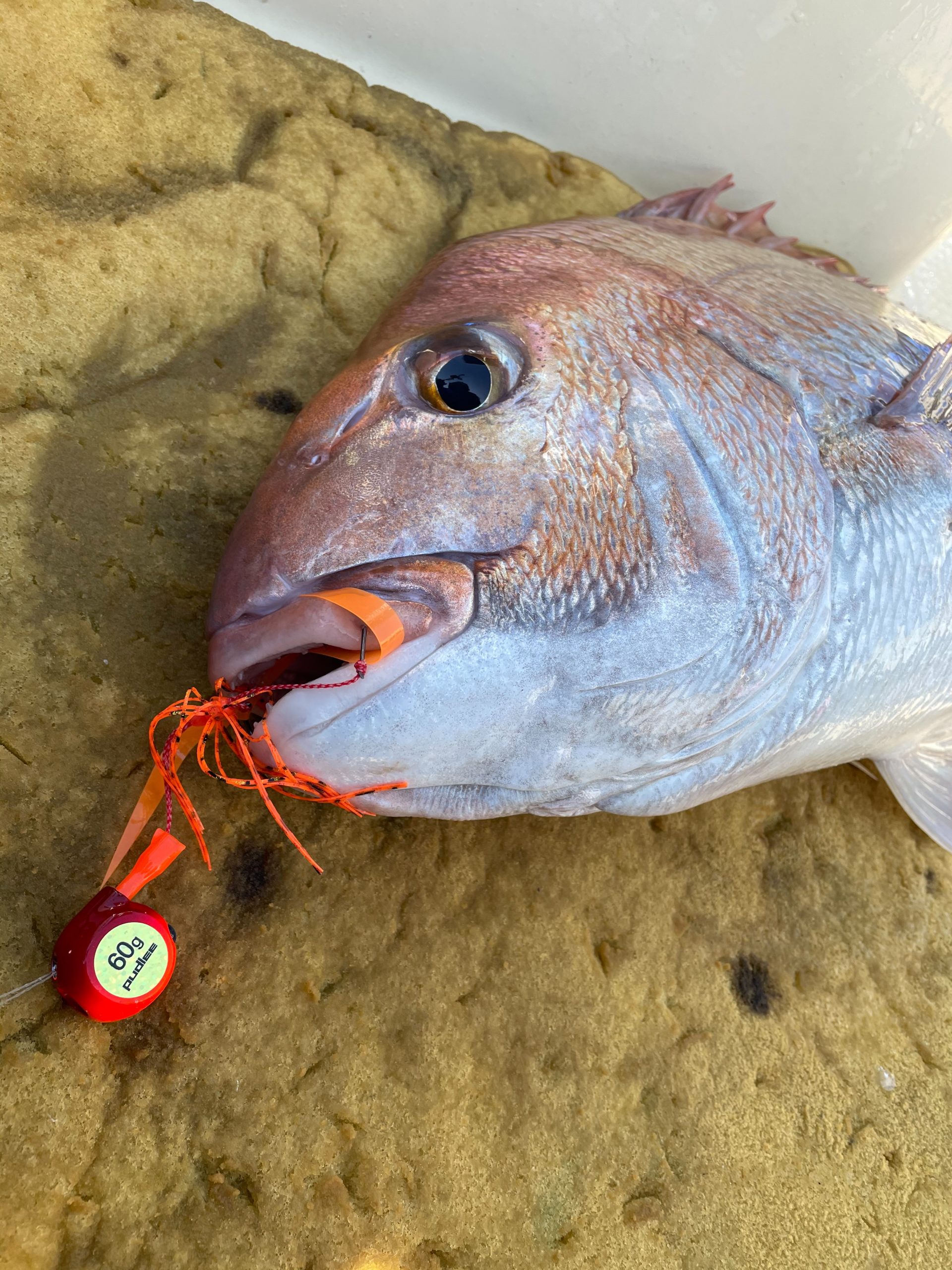 巻かないタイラバ テクニックで真鯛72cmget Pudlee パドリー Fishing 釣具 オフィシャルwebサイト